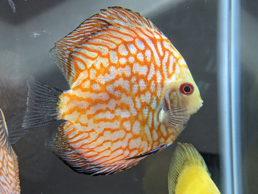 Pigeonblood Maze Discus