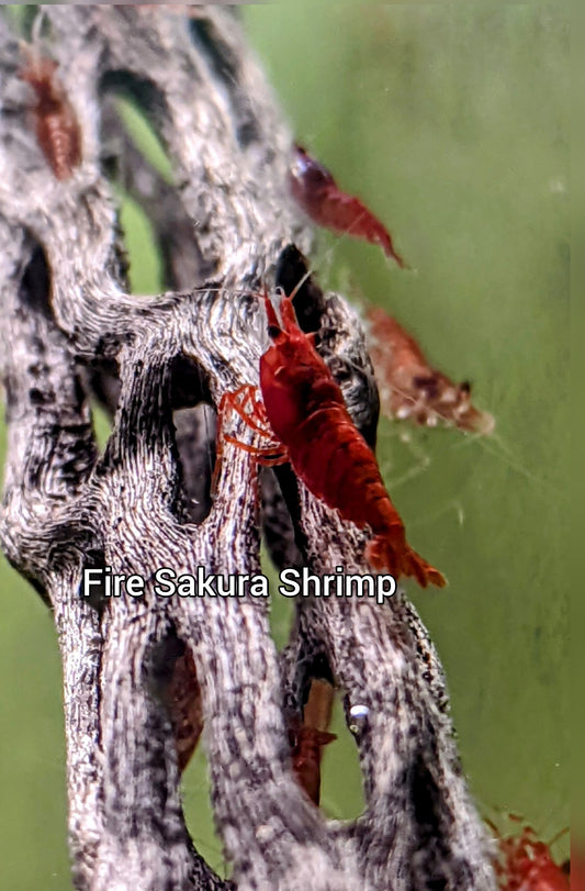 Fire Sakura Neocaradina Shrimp