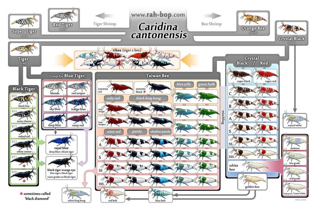 Caridina Cantonensis