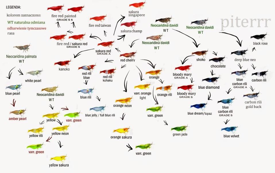 Neocaridina Davidi Chart