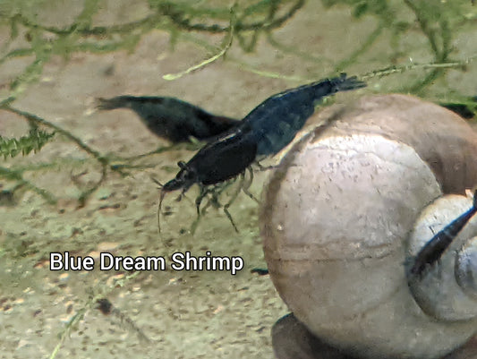Blue Dream Neocaradina Shrimp