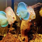 Discus Variety Index