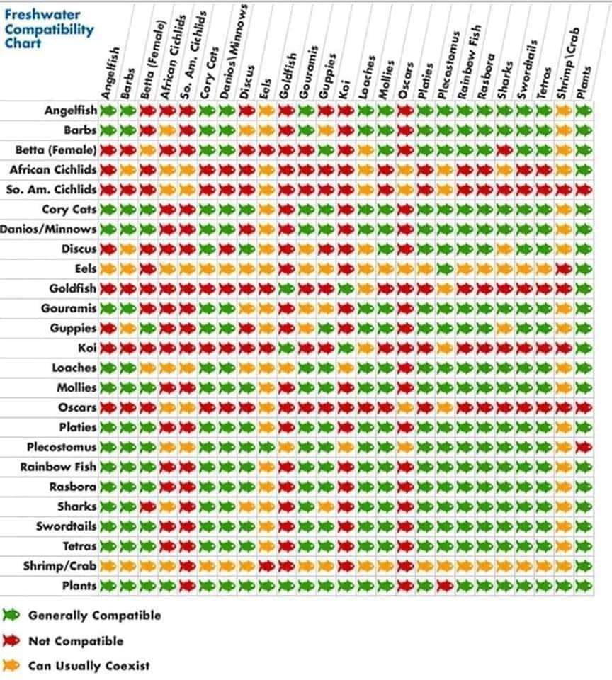 Freshwater Compatibility Chart