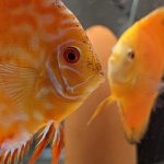 Introduction to Discus