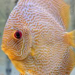 Asian vs. German Discus