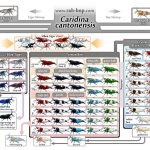 Caridina Cantonensis